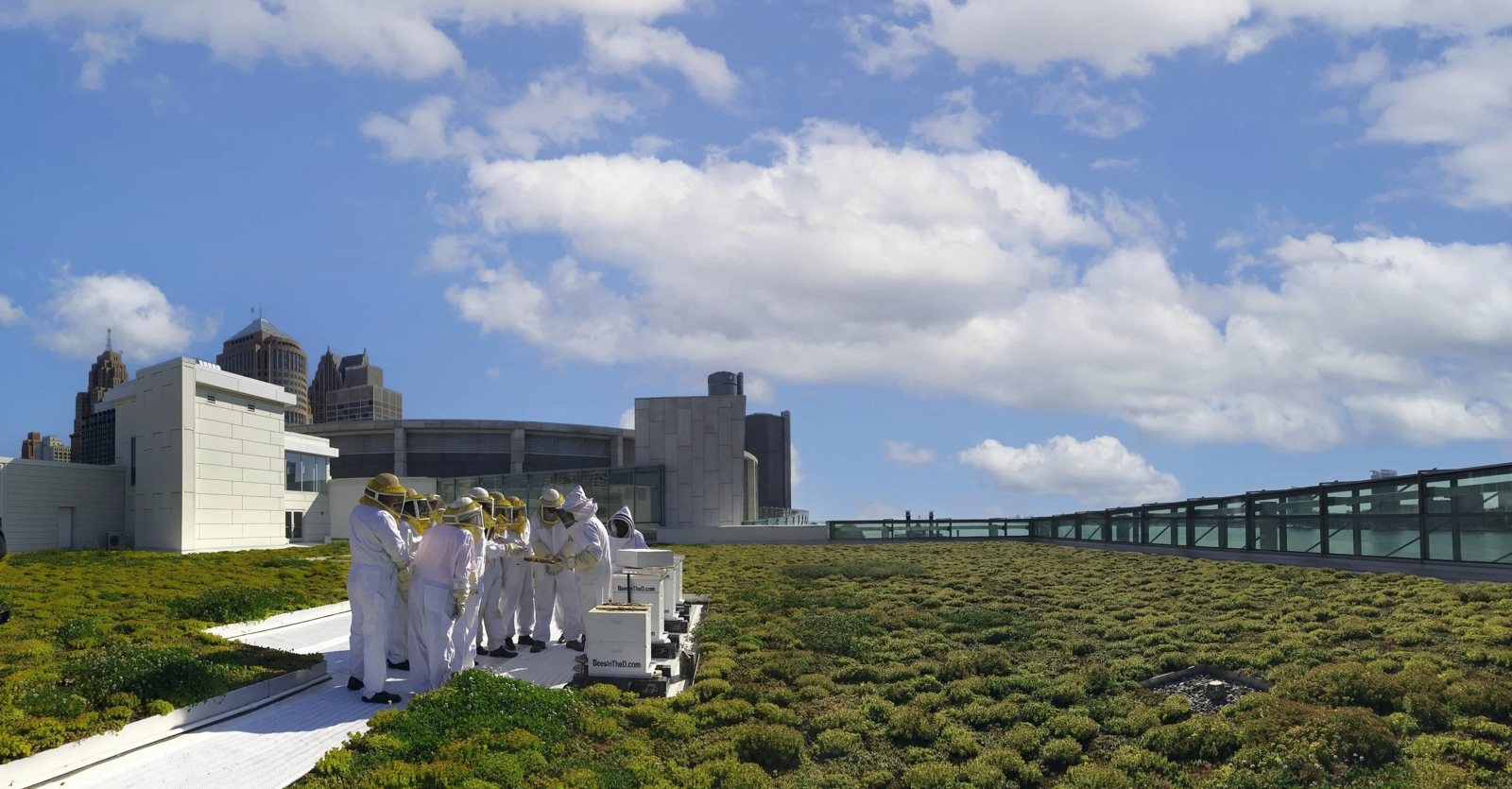 Bees in the D: Rooftop beehives (image titled 'COBO Roof')