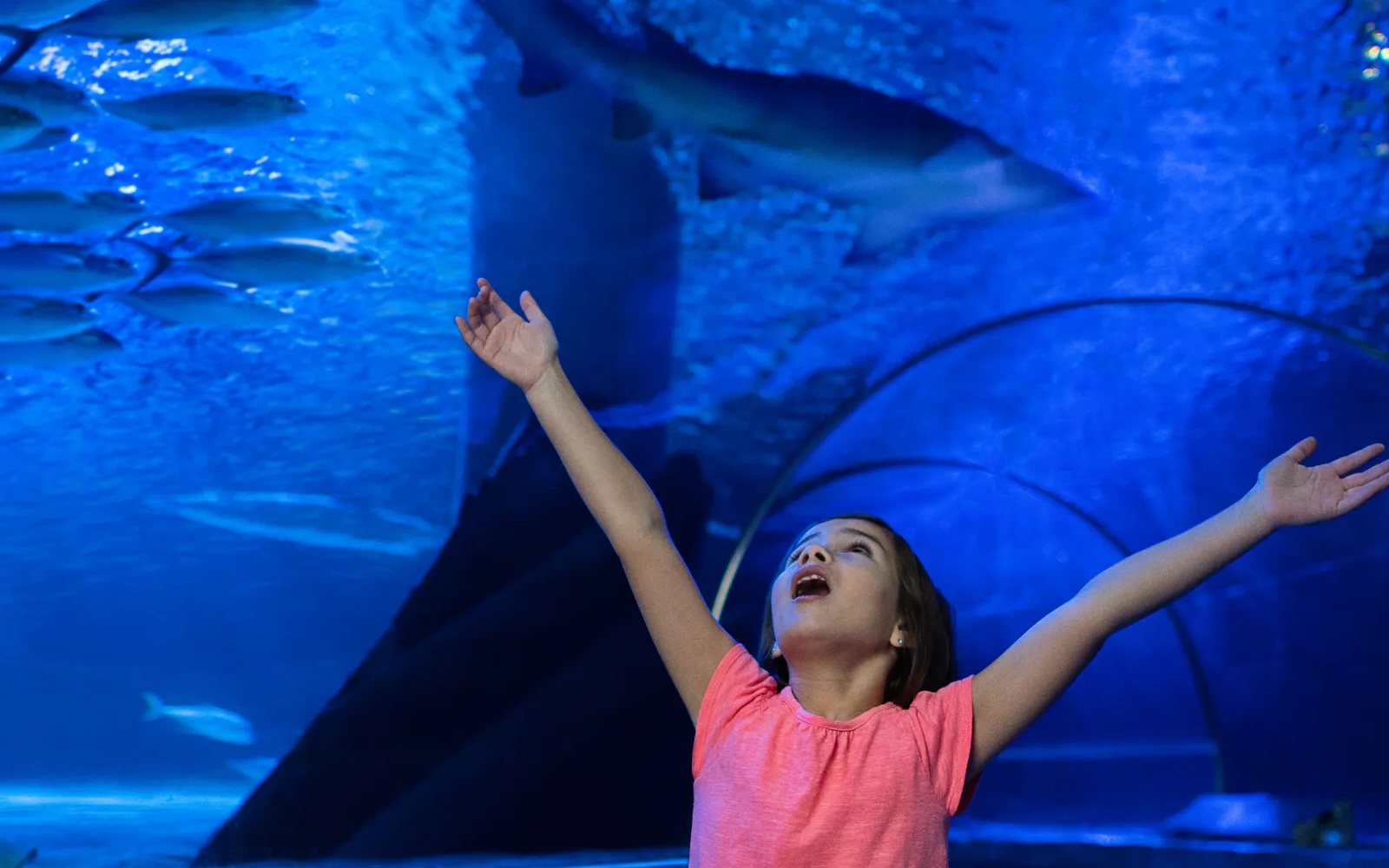 SEA LIFE Michigan Aquarium: Child in the underwater tunnel of the Tropical Ocean exhibit