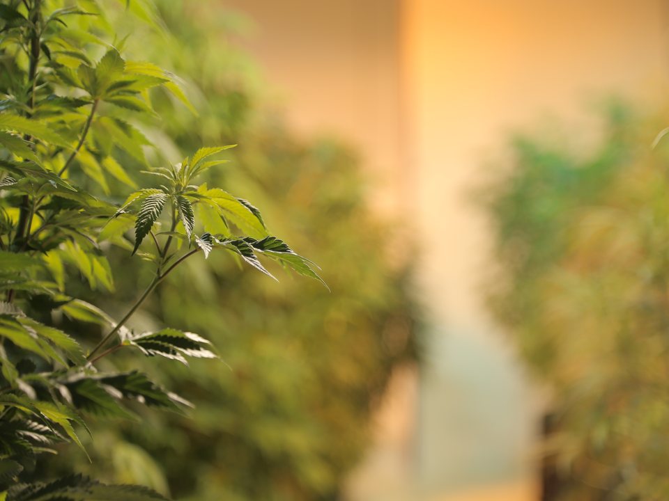 Utopia Gardens: Close-up of growing cannabis plants