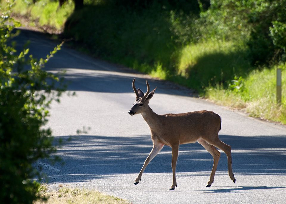 A buck walking across a country road
