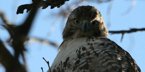 Elmwood Cemetery Bird and History Walk — Organizer image