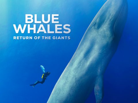 Blue Whales: Return of the Giants — Organizer image