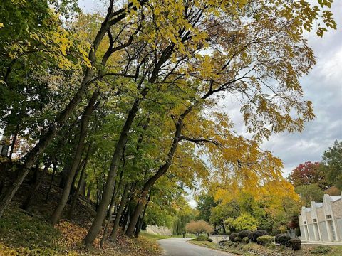 Őszi fa-séta az Elmwood Cemetery-ben — Szervezői kép
