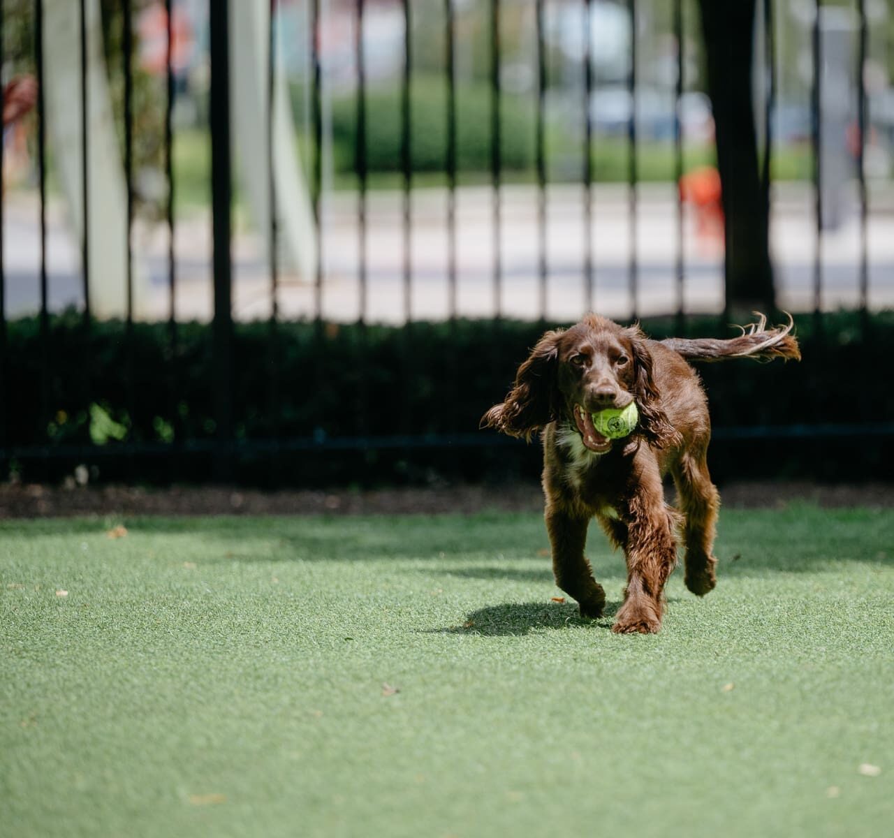 Fetch + Flannels – őszi délután kutyásoknak — Szervezői kép