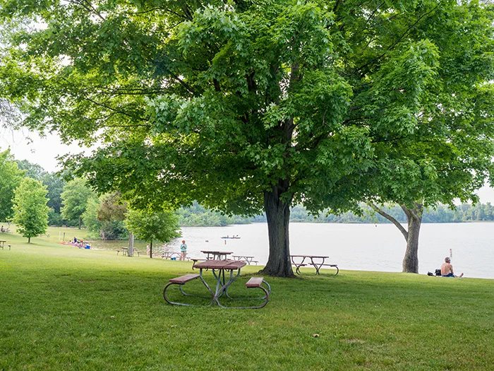 A picnic table under a tree on the lakeshore