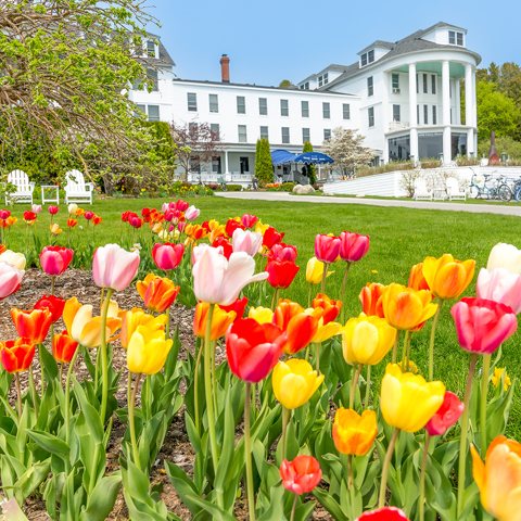 Az Island House fehér épülete színes tulipánágyással a pázsiton