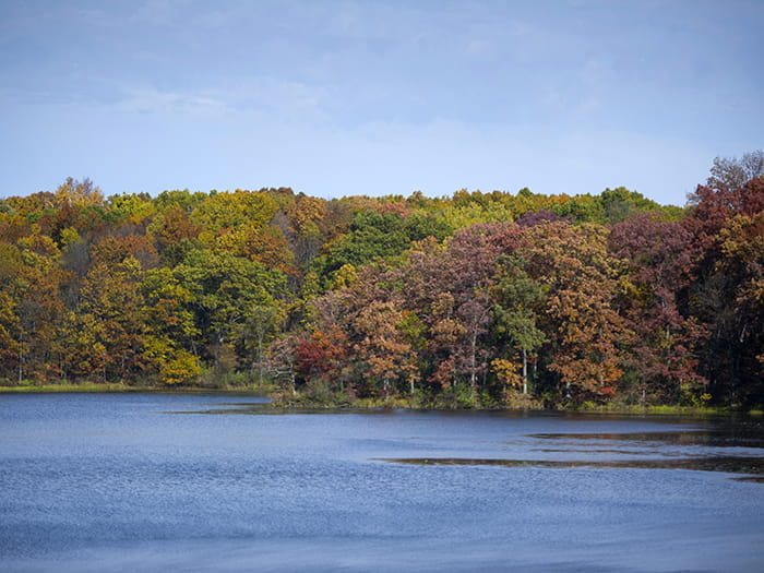 Autumn forest on the lake shore