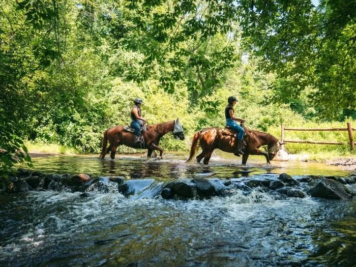 Riders crossing a stream on a wooded trail