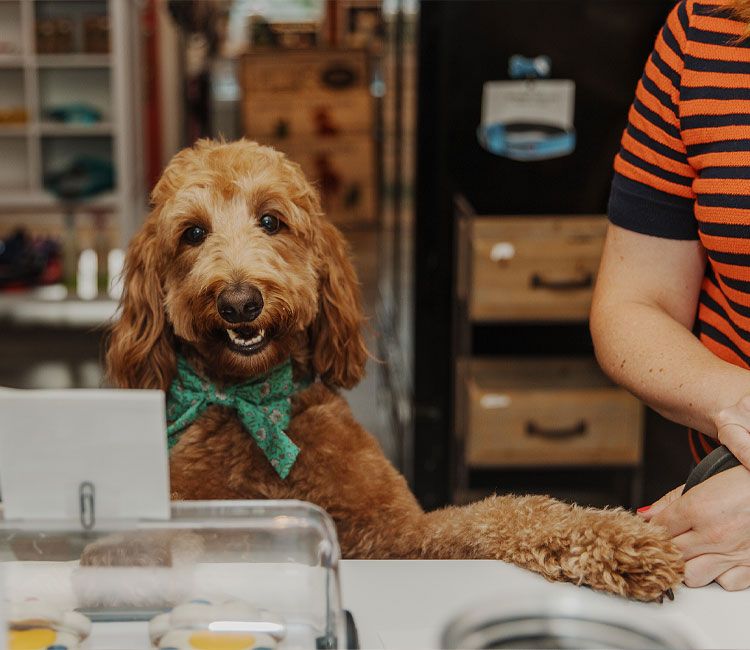 Curly-coated dog wearing a green bow tie at the shop's checkout counter