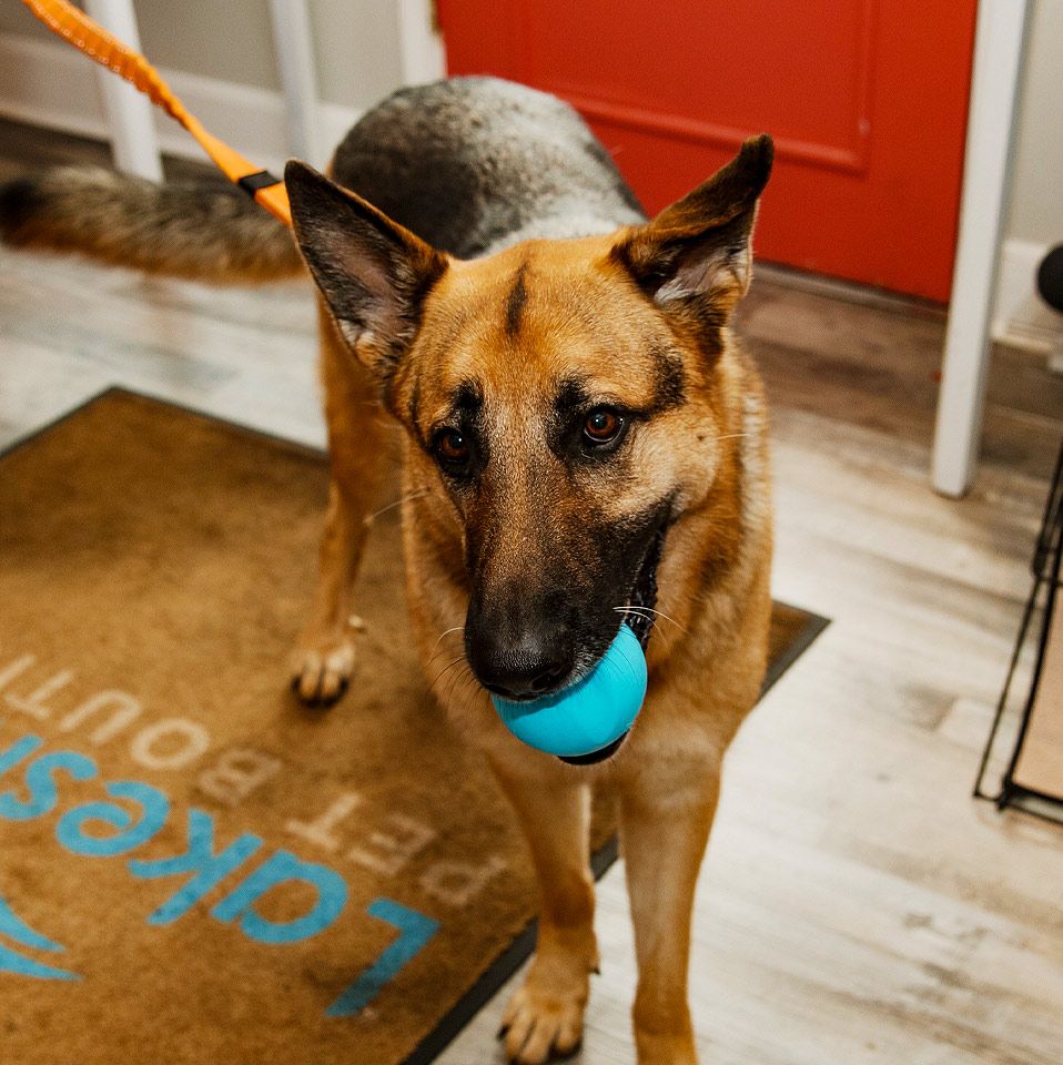 German shepherd with a blue ball in its mouth on the shop's doormat