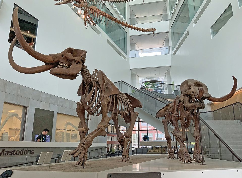 University of Michigan Museum of Natural History