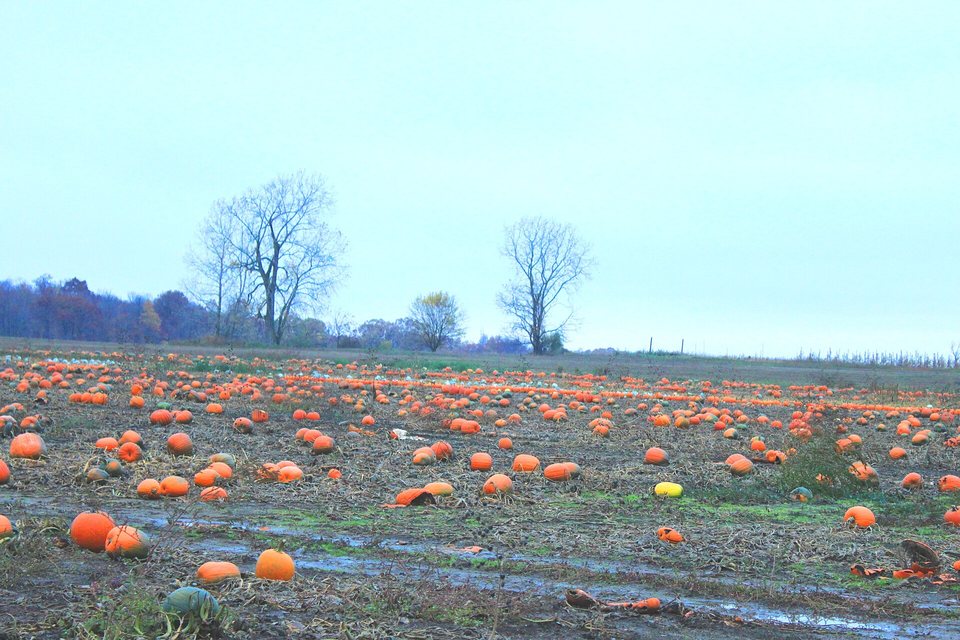 Fall harvest: pumpkins, cider, corn mazes